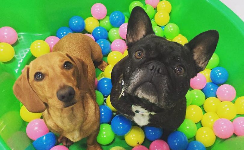 BEST DOG DAYCARE IN SYDNEY