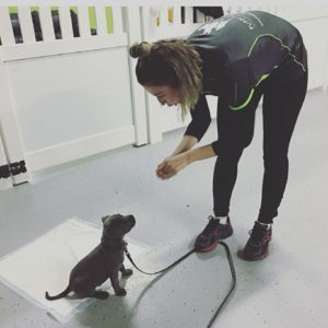 Puppy School Eastern Suburbs