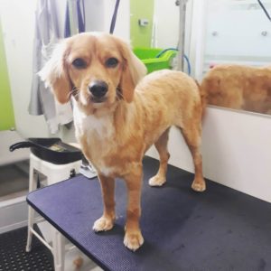 Dog groomer services in zetland