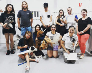 puppy pre-school in sydney